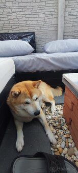 Shiba inu - 2