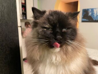 Ragdoll + škrabadlo - 2
