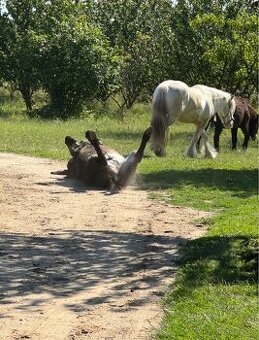OSEL OSLÍK OSLÍČEK - 2