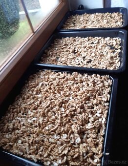 Vlašské ořechy - 2