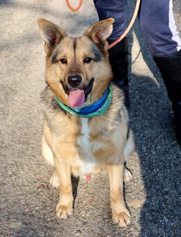 HAKIM K ADOPCI - 3 ROKY, KRÁSNÝ,PŘÁTELSKÝ,HRAVÝ - 2