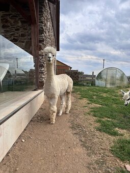 Lama alpaka Floki - 2