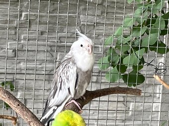 Prodám samce korely bělohlavé - 2