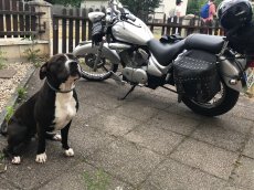 Suzuki VL 125 Intruder - 2