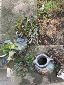 Příslušenství do akvária - 2