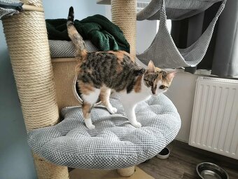 Kočička Mozaika - 2