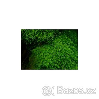 Jávský mech-Java Moss-Taxiphyllum barbieri - 2