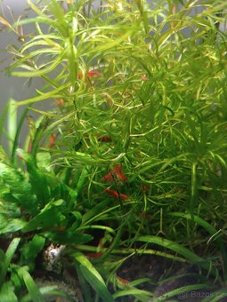krevetky neocardina red cherry - 2