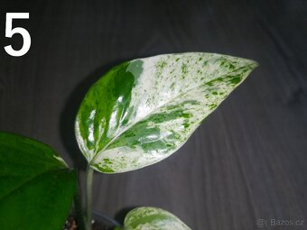 Epipremnum Pinnatum Marble - 2