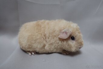 Prodám dvě samičky morčete plemene us-teddy - 2