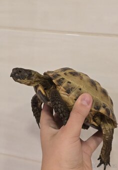 Testudo horsfieldii (Želva Stepní) - 2