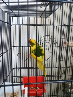 Kakariki - 2