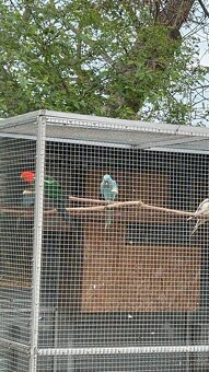 Prodám letošní odchov - 2