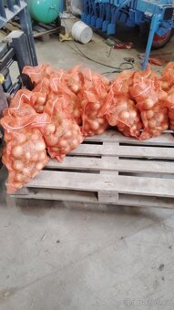 Prodej cibule červená, žlutá,na uskladnění, - 2