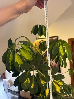 Pokojová rostlina šeflera schefflera - 2