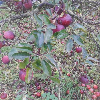 Jablka červená šťavnatá z vlastní zahrádky na prodej - 2