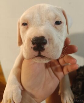 Štěňata americký stafordšírský teriér - 2