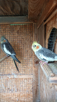 Prodám letošní mladé korely chocholaté - 2