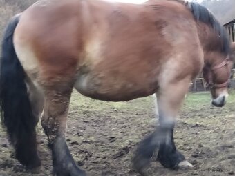 Predám ťažnu kobylu - 2