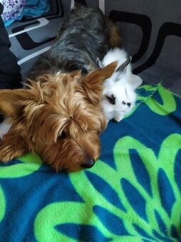 Nabízím ke krytí - 2