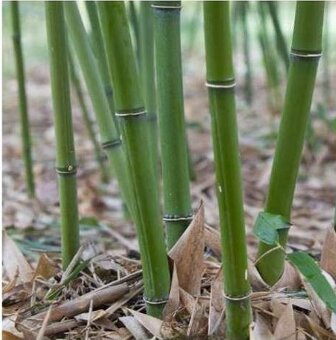 Bambusy-mrazuvzdorné - 2