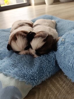 Shih-tzu - 2