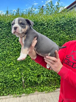 Štěně American Bully - 2