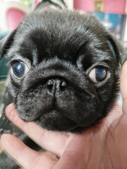 Mops s PP - 2