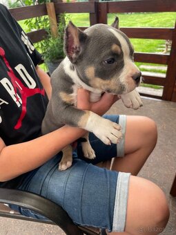Štěně American Bully - 2
