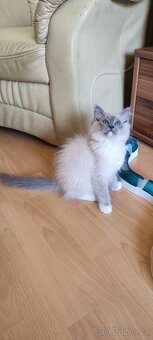 Ragdoll koťátka - kocourci - 2