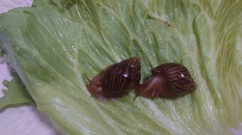 Achatina / africký šnek - 2