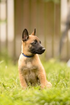 Belgický ovčák malinois s PP - 2