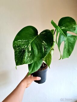 Monstera albo variegata - 2