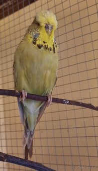 Andulka tcb a výstavní - 2