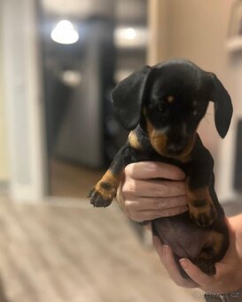 Jezevčík trpasličí - 2