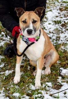 FLAVIA K ADOPCI - 2 ROKY, USMĚVAVÁ, KAMARÁDSKÁ - 2