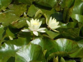 Lekníny žluté o růžové - 2