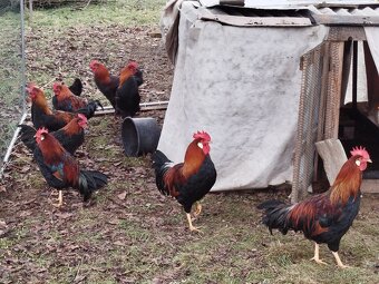 Letošní kohouti - 2