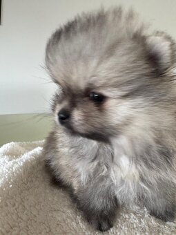 Pomeranian s p.p - 2