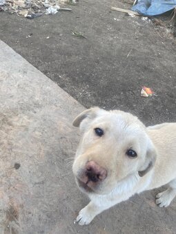 Zlatí retrívři - 2