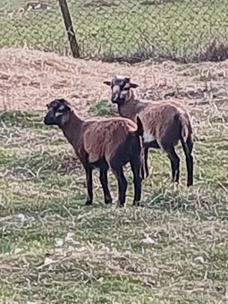 Kamerunske ovce- jehňata - 2