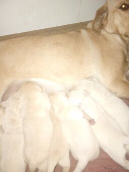 Čistokrevná štěňátka Labradora - 2