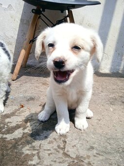 Jack Russel - 2