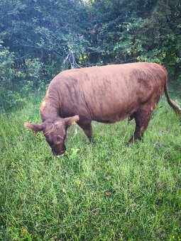 Aberdeen Angus, Highland - 2