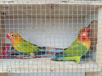Agapornis - 2