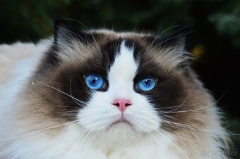 Nádherný kocour Ragdoll s PP - 2