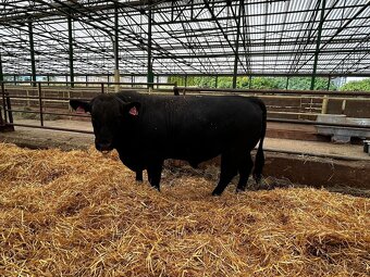 Plemenný býk Aberdeen Angus - 2