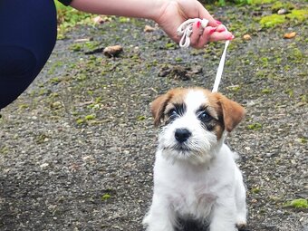 Jack Russell teriér ( Rusel teriér) s PP - 2