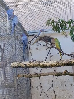 Burza Přerov 9.11 Alexandr malý letošní i chovne - 2