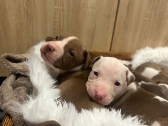 Americký pitbull teriér s PP - 2